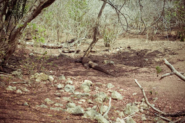 Komodo Dragon — Stock Photo, Image