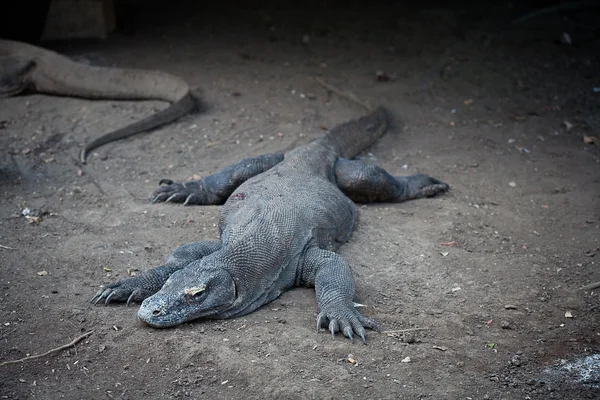 Komodo Dragon — Stock Photo, Image