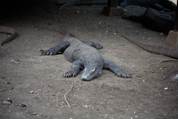 Komodo Dragon — Stock Photo, Image