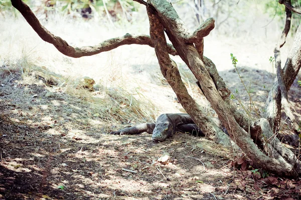 Komodo Ejderi — Stok fotoğraf