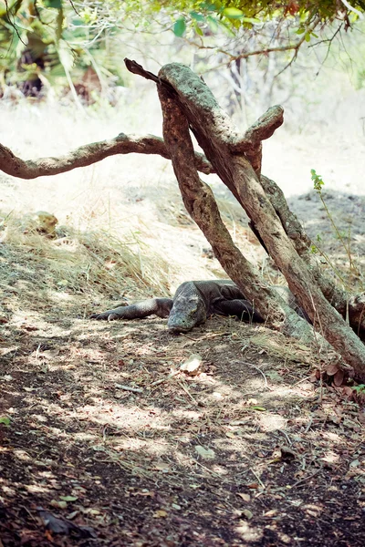 Komodo Dragon — Stock Photo, Image