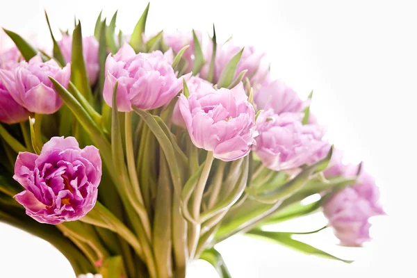 Rosa Pfingstrosen — Stockfoto