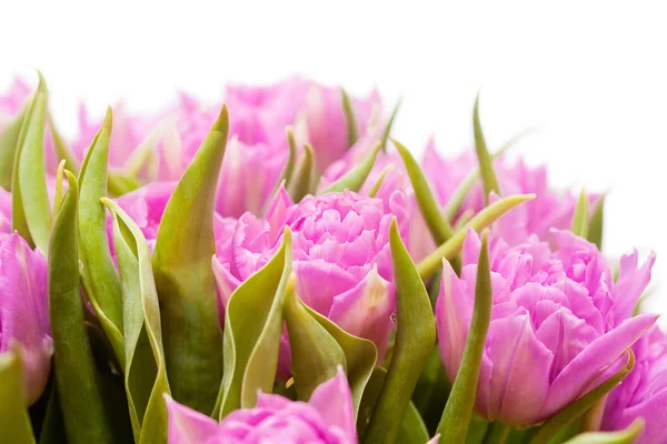 Peónias cor-de-rosa — Fotografia de Stock