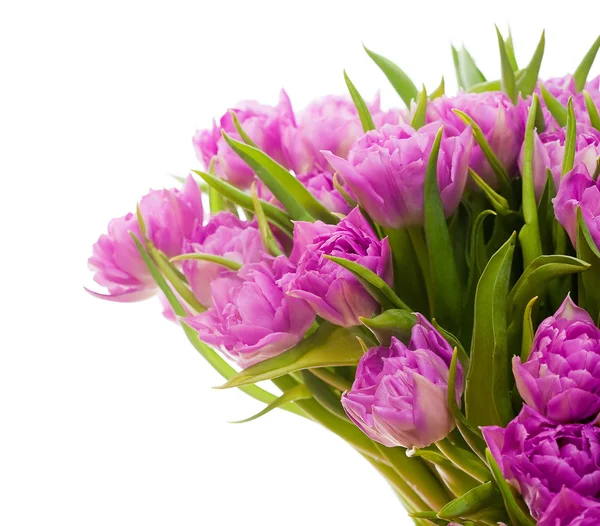 Pink peonies — Stock Photo, Image