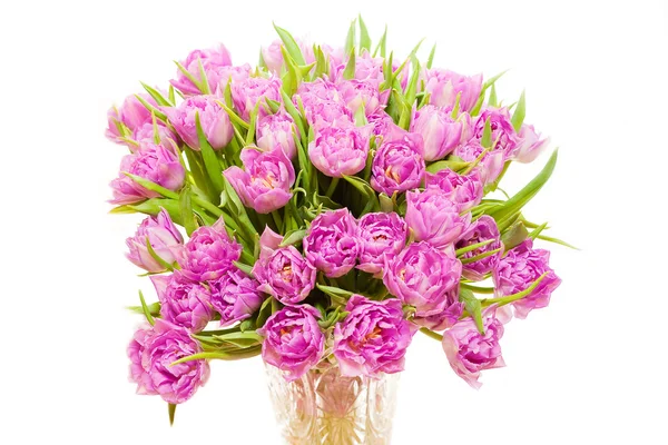 Roze pioenrozen — Stockfoto