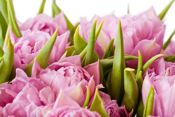 Peonie — Foto Stock