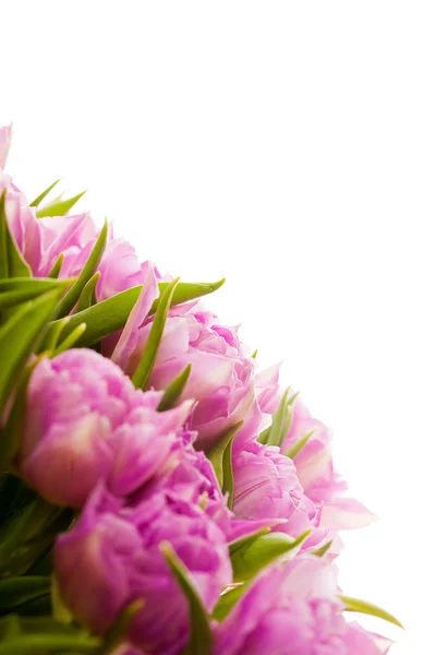 Mooie roze tulpen — Stockfoto