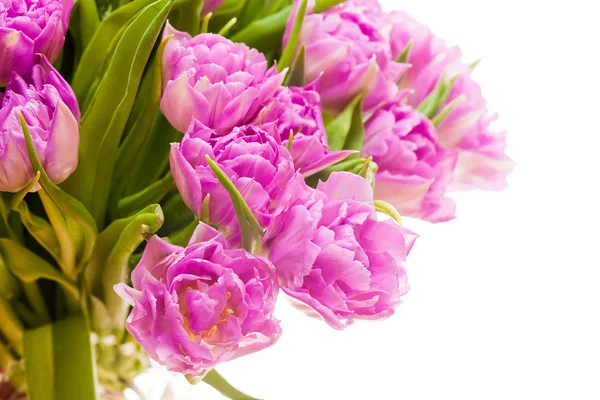 Schöne rosa Tulpen — Stockfoto