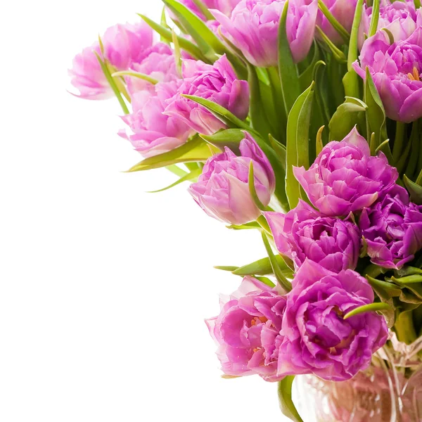 Bei tulipani rosa — Foto Stock