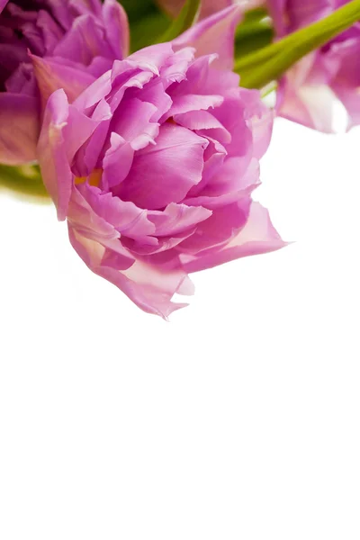 美しいピンクのチューリップ — ストック写真