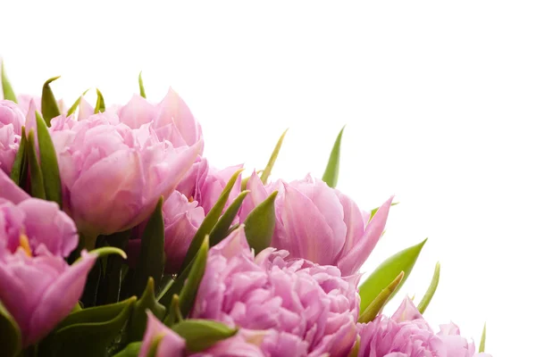 Mooie roze tulpen — Stockfoto