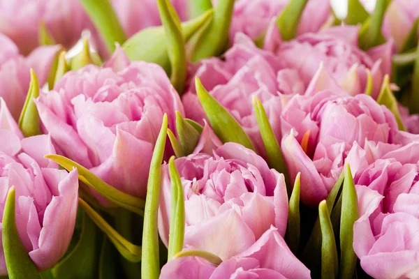 Schöne rosa Tulpen — Stockfoto