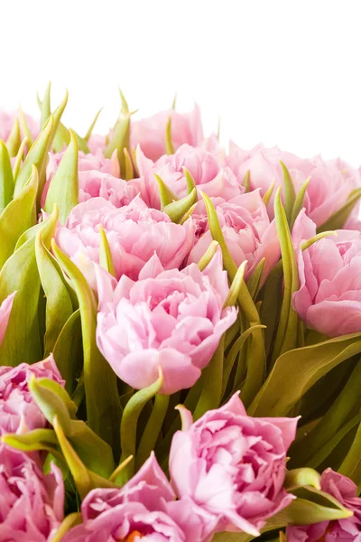 Beautiful pink tulips — Stock Photo, Image