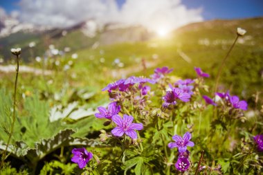 Dağlarda çiçekler