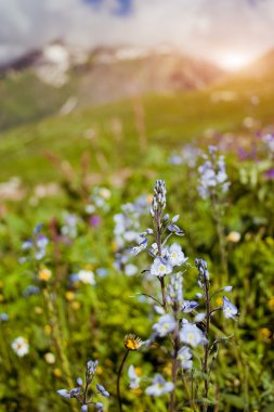 Dağlarda çiçekler