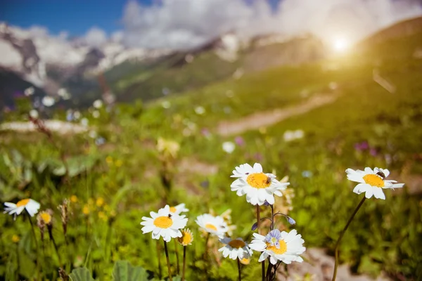 Camomiles — Stock Photo, Image