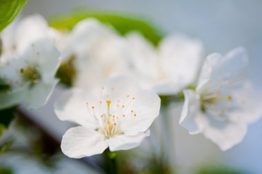 çiçek açan ağaçlar