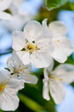 çiçek açan ağaçlar