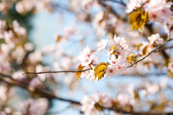 Alberi in fiore — Foto Stock