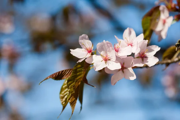 Bloeiende bomen — Stockfoto