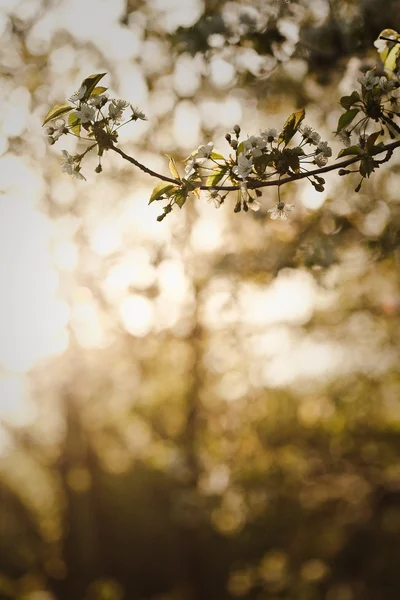 Kvetoucí stromy — Stock fotografie