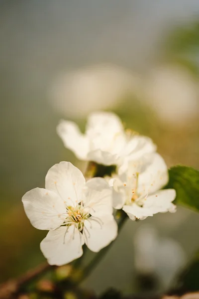 Çiçek açan ağaçlar — Stok fotoğraf
