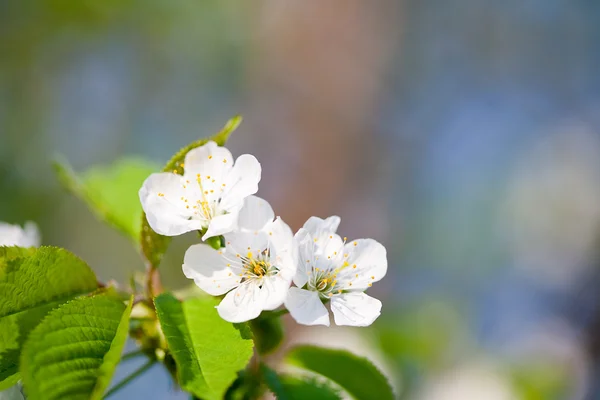 Árboles florecientes — Foto de Stock