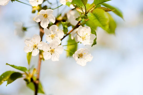 Alberi in fiore — Foto Stock