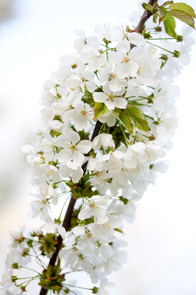 Árboles florecientes — Foto de Stock