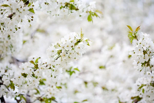 Bloeiende bomen — Stockfoto