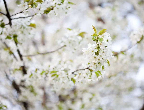 Blühende Bäume — Stockfoto