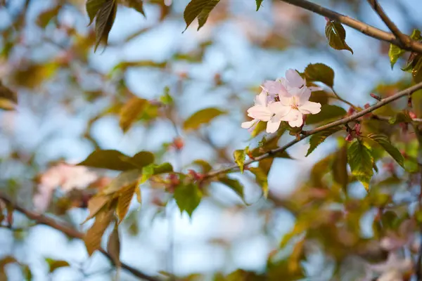 Árboles florecientes — Foto de Stock