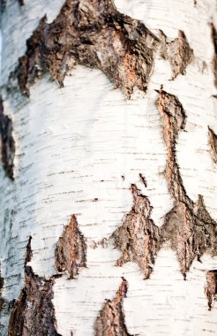 Ağaç kabuğu dokusu