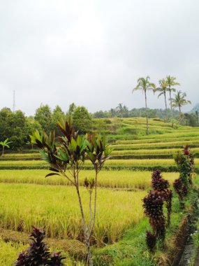 alanlar, bali, Endonezya pirinç
