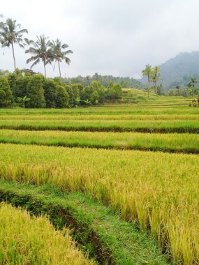 alanlar, bali, Endonezya pirinç
