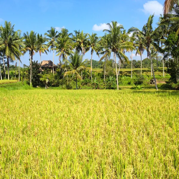 Campos de arroz, Bali, Indonésia — Fotografia de Stock