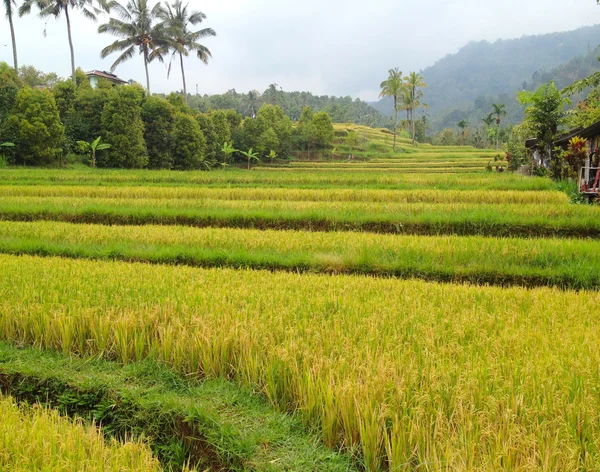 Ryżu pola, bali, Indonezja — Zdjęcie stockowe