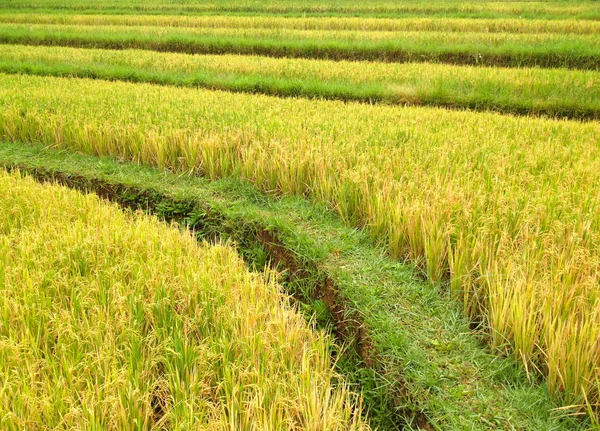 Ris fält, bali, Indonesien — Stockfoto