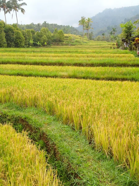 Ryżu pola, bali, Indonezja — Zdjęcie stockowe