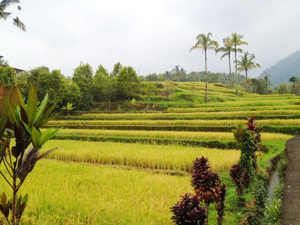 Piante di riso, Bali, Indonesia — Foto Stock