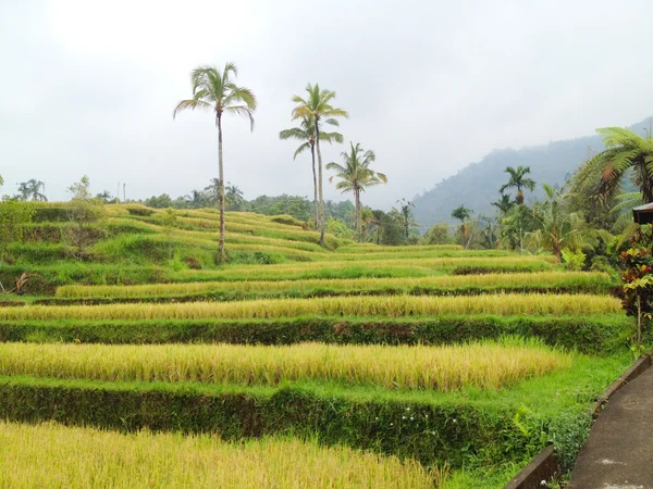 Rýžových polí, bali, Indonésie — Stock fotografie