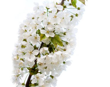 elma ağacının çiçekleri