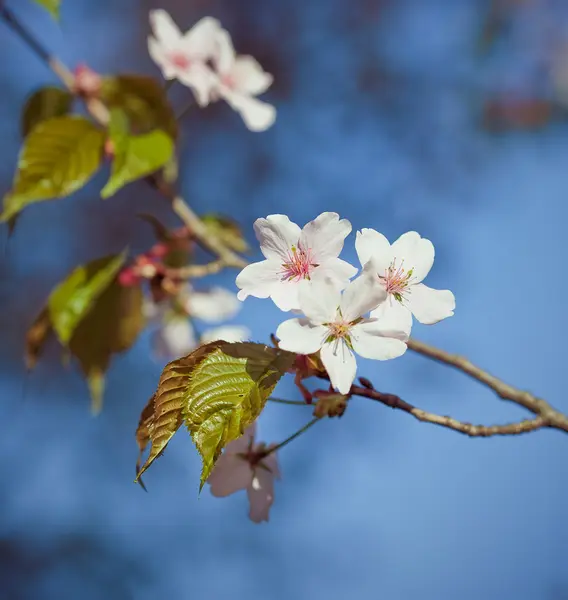 Fiori di melo — Foto Stock