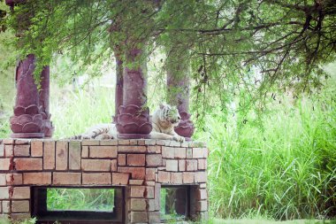 Beyaz Kaplan dinlenme