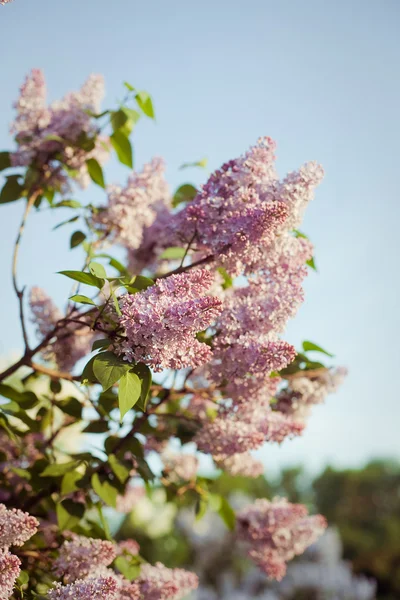 Větev šeříkových květů — Stock fotografie