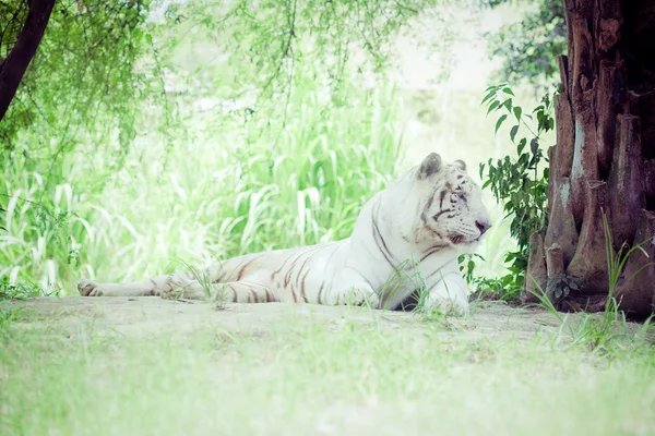 Tigre branco descansando — Fotografia de Stock