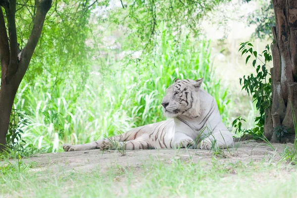 Bílý tygr odpočívající — Stock fotografie