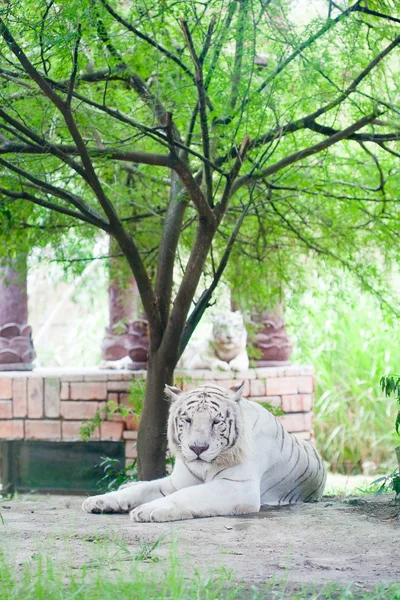 Weißer Tiger rastet aus — Stockfoto