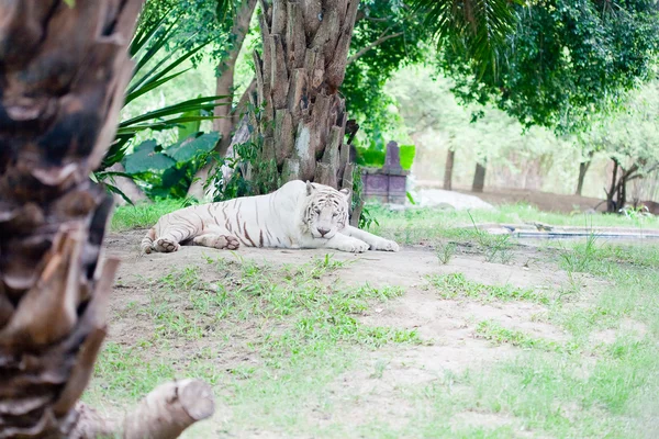 Fehér tigris pihen — Stock Fotó