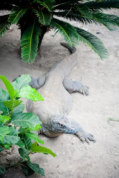 Komodo Dragon — Stock Photo, Image